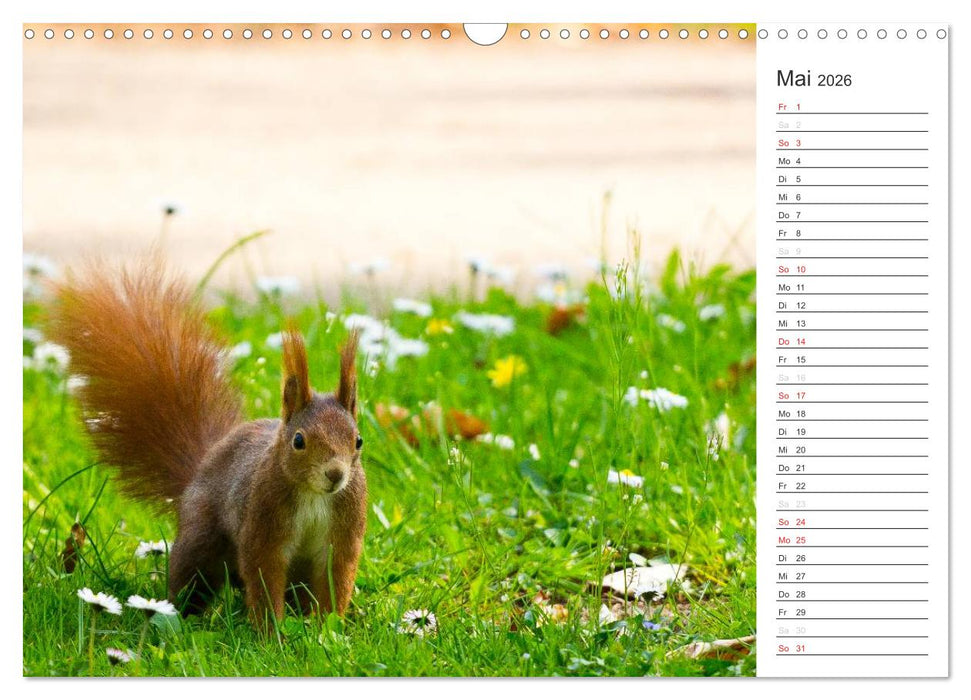 Eichhörnchen (CALVENDO Wandkalender 2026)