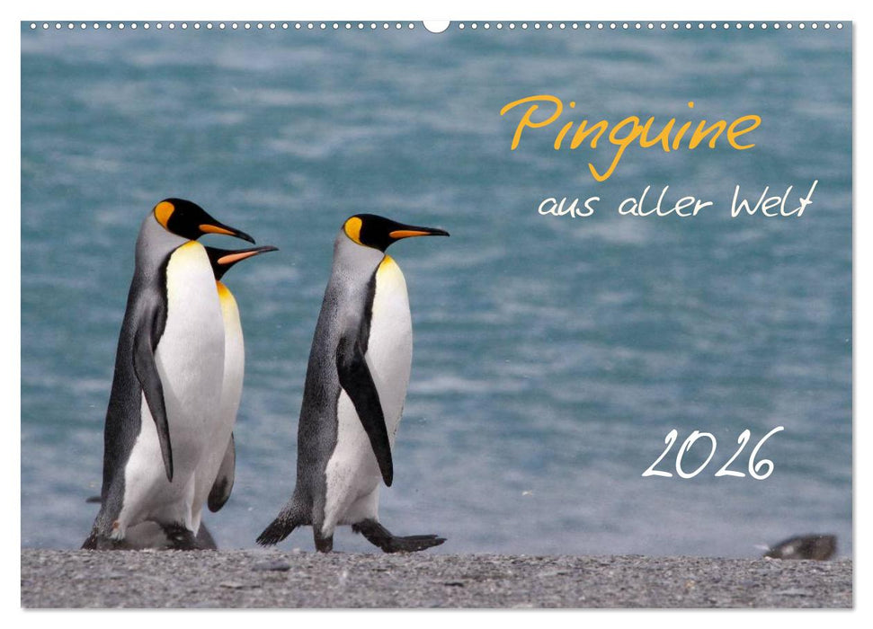Pinguine aus aller Welt (CALVENDO Wandkalender 2026)