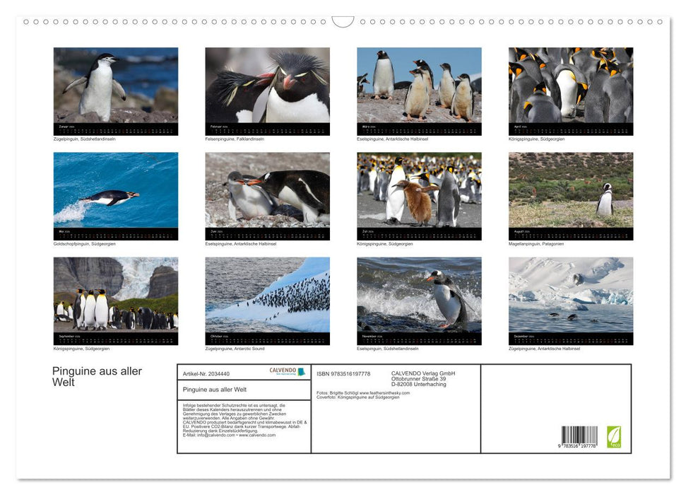 Pinguine aus aller Welt (CALVENDO Wandkalender 2026)