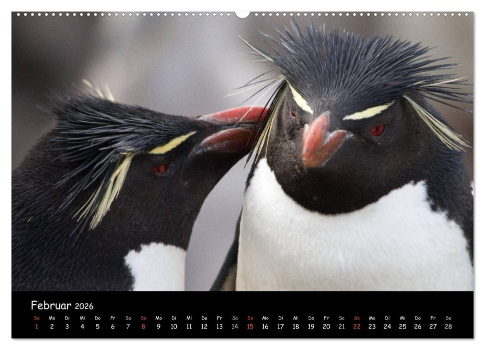 Pinguine aus aller Welt (CALVENDO Wandkalender 2026)