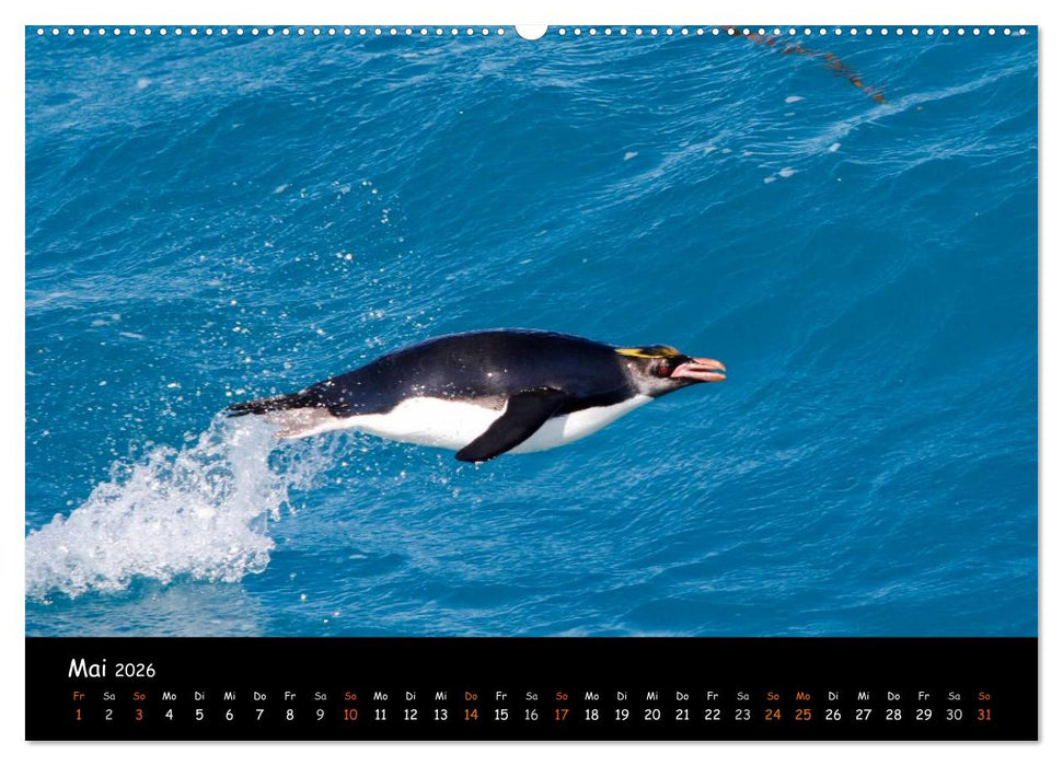 Pinguine aus aller Welt (CALVENDO Wandkalender 2026)