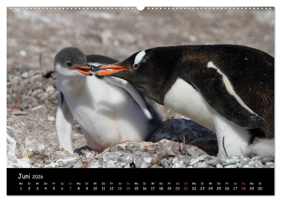 Pinguine aus aller Welt (CALVENDO Wandkalender 2026)
