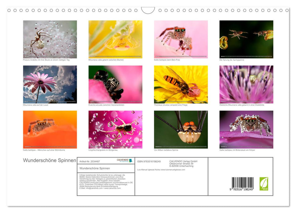 Wunderschöne Spinnen (CALVENDO Wandkalender 2026)
