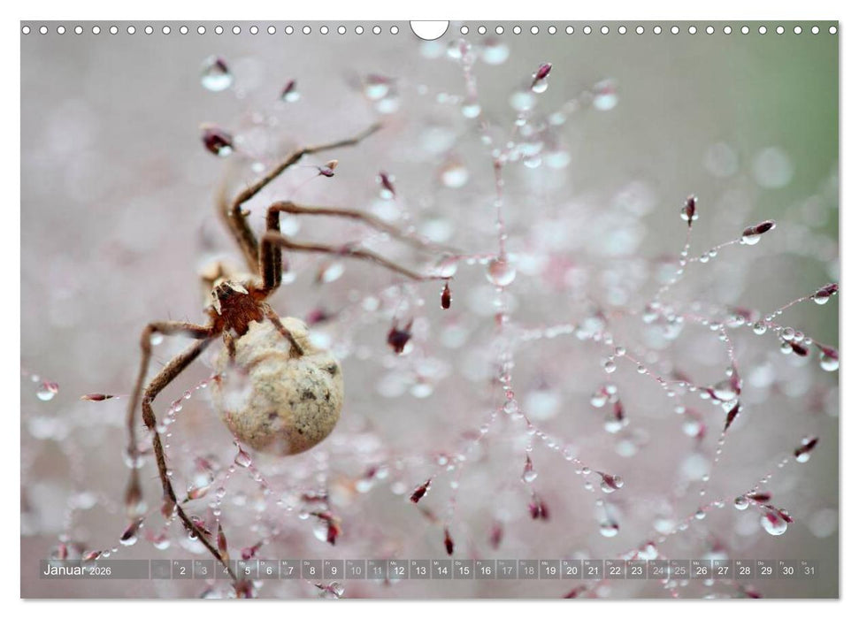 Wunderschöne Spinnen (CALVENDO Wandkalender 2026)