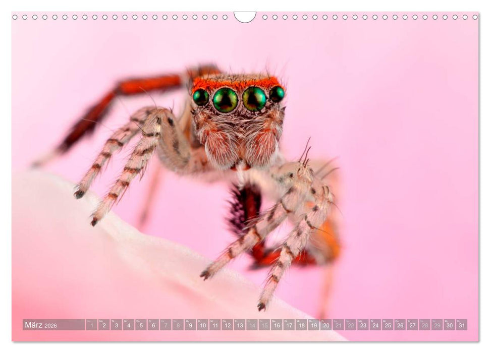Wunderschöne Spinnen (CALVENDO Wandkalender 2026)