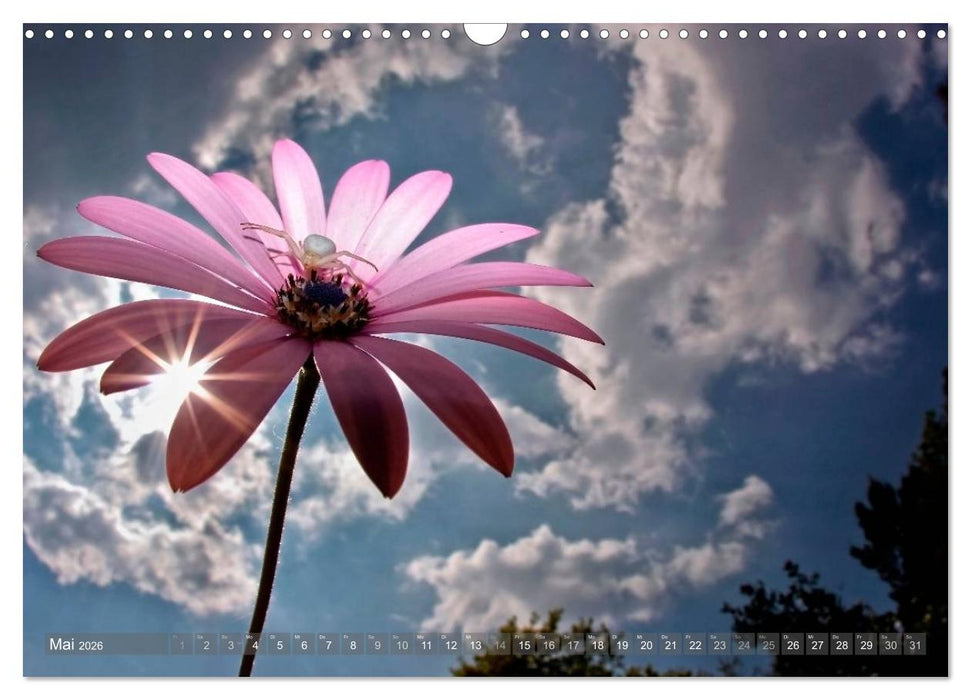 Wunderschöne Spinnen (CALVENDO Wandkalender 2026)