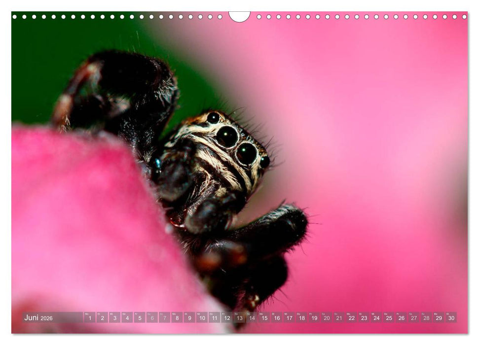 Wunderschöne Spinnen (CALVENDO Wandkalender 2026)