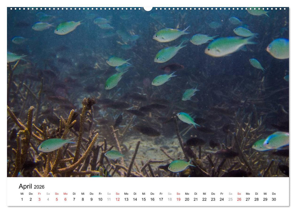 Unterwasserwelt der Malediven III (CALVENDO Wandkalender 2026)