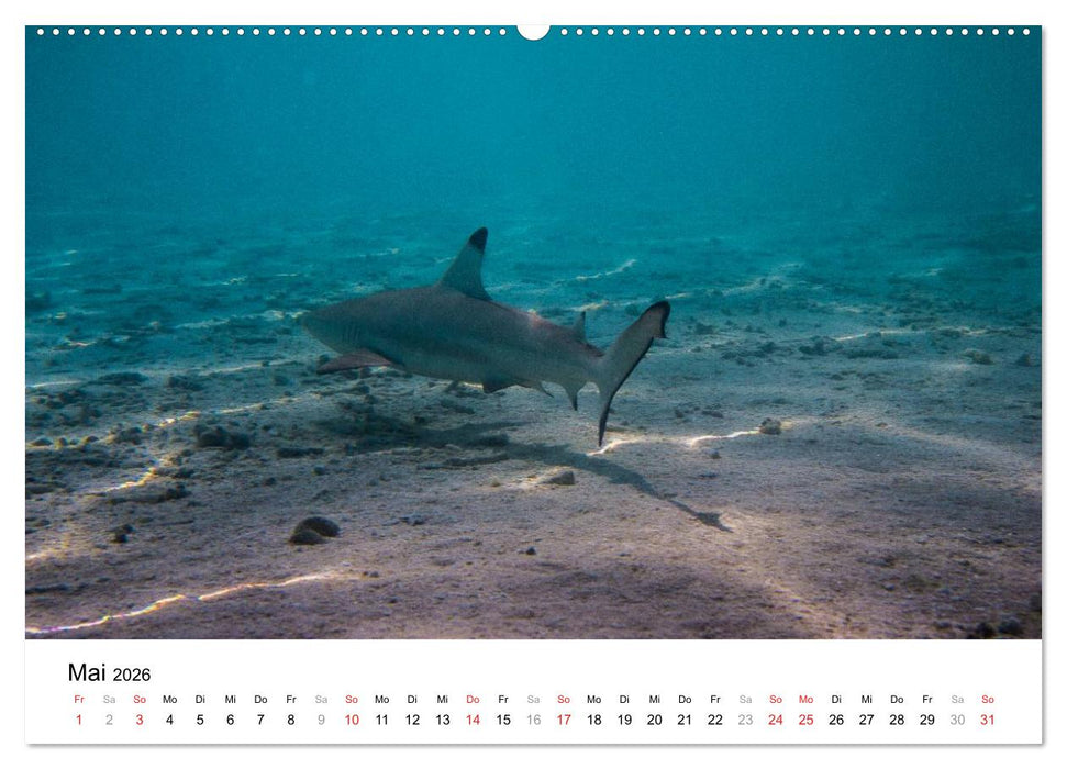 Unterwasserwelt der Malediven III (CALVENDO Wandkalender 2026)