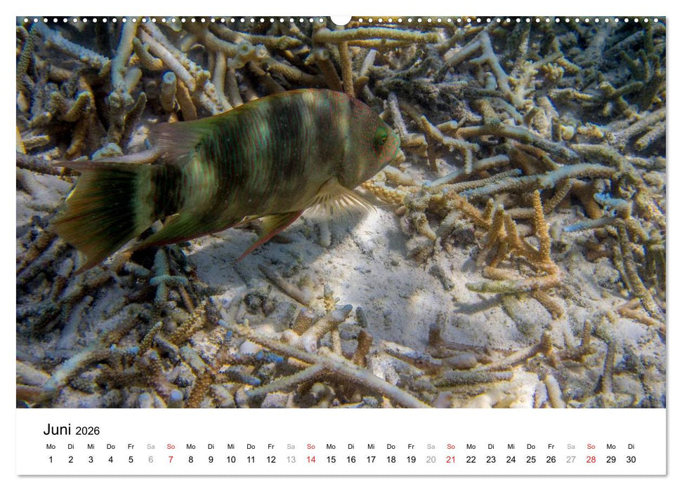 Unterwasserwelt der Malediven III (CALVENDO Wandkalender 2026)