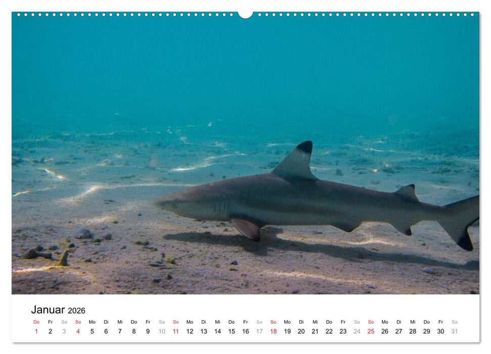 Unterwasserwelt der Malediven II (CALVENDO Wandkalender 2026)