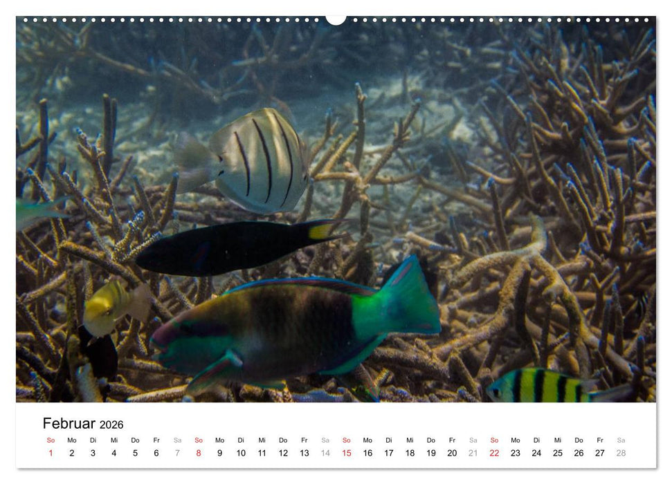 Unterwasserwelt der Malediven II (CALVENDO Wandkalender 2026)