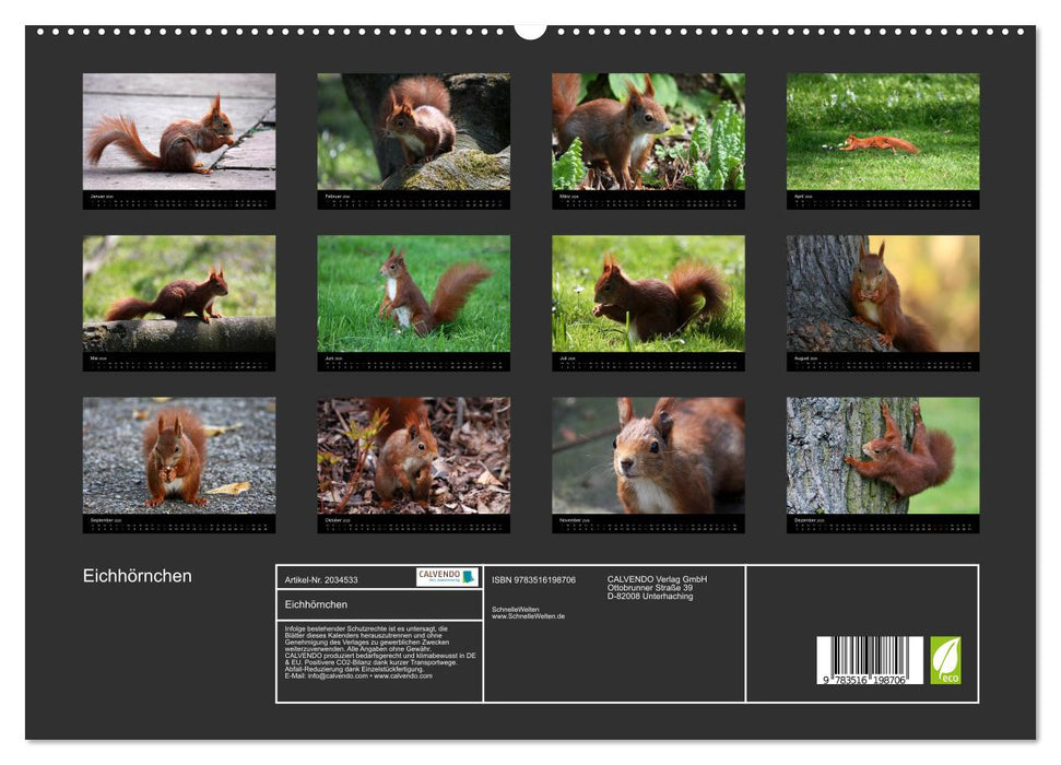 Eichhörnchen (CALVENDO Premium Wandkalender 2026)