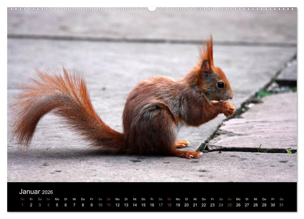 Eichhörnchen (CALVENDO Premium Wandkalender 2026)