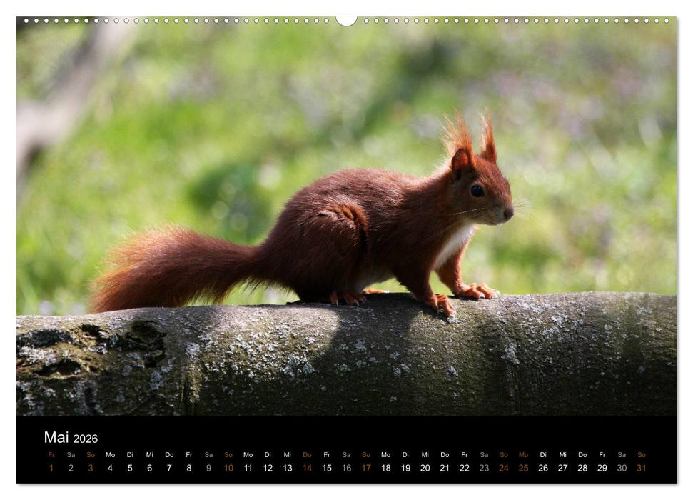 Eichhörnchen (CALVENDO Premium Wandkalender 2026)