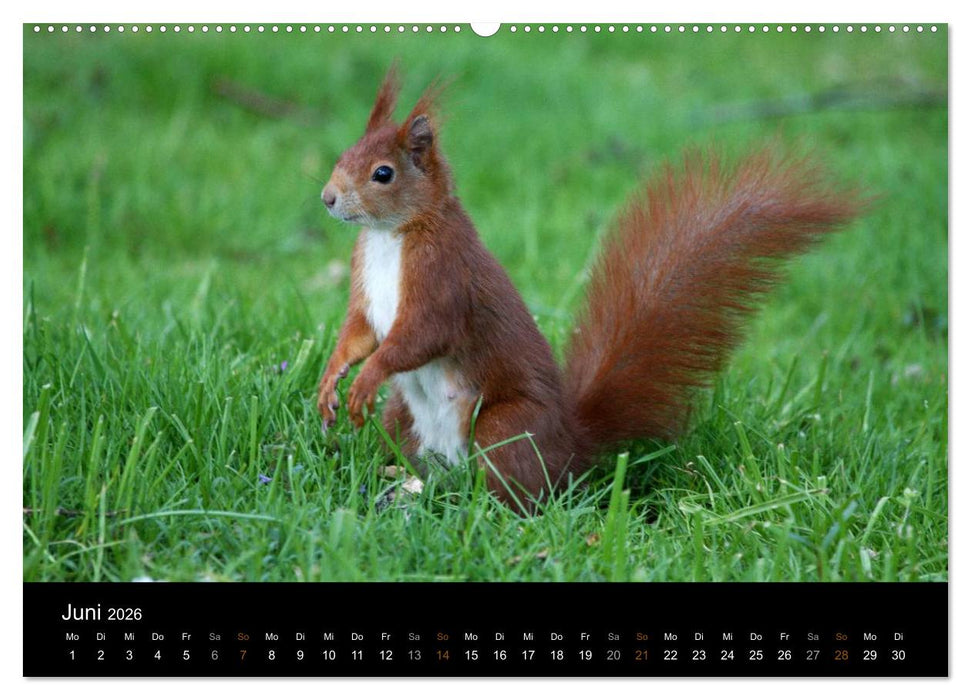 Eichhörnchen (CALVENDO Premium Wandkalender 2026)
