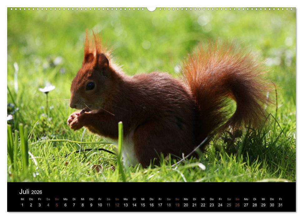 Eichhörnchen (CALVENDO Premium Wandkalender 2026)