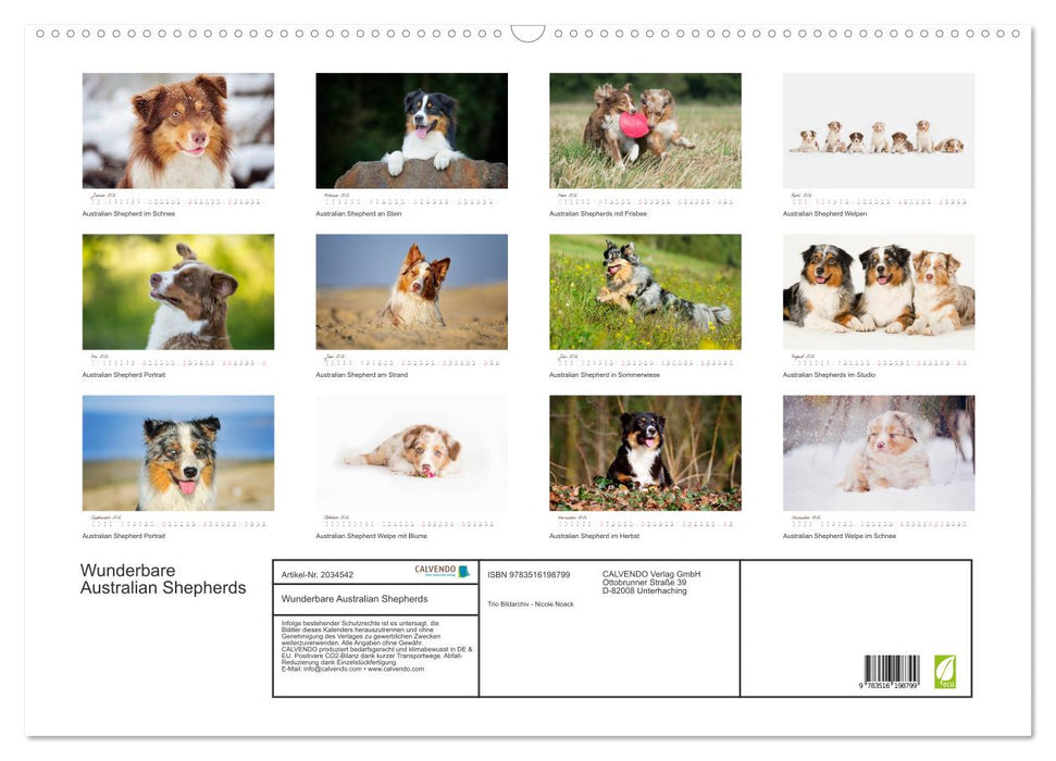 Wunderbare Australian Shepherds (CALVENDO Wandkalender 2026)
