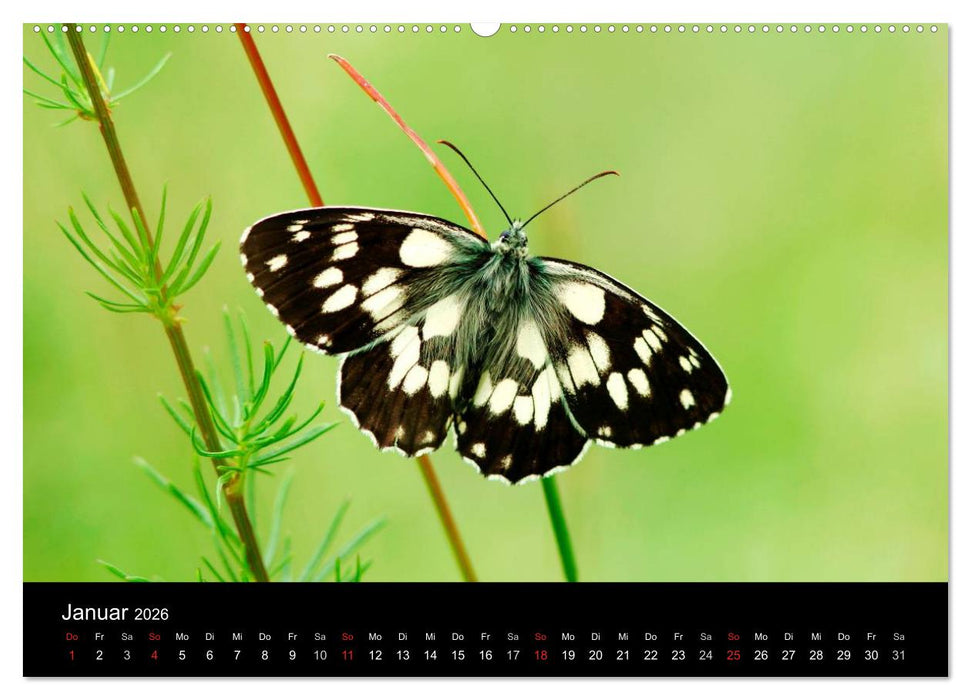 Schmetterlinge (CALVENDO Premium Wandkalender 2026)