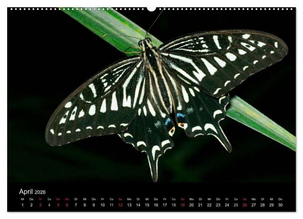 Schmetterlinge (CALVENDO Premium Wandkalender 2026)