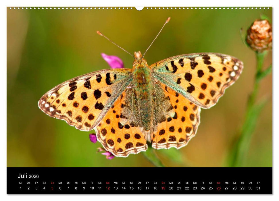 Schmetterlinge (CALVENDO Premium Wandkalender 2026)