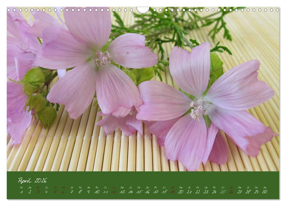 Wildkräuter in der Küche (CALVENDO Wandkalender 2026)