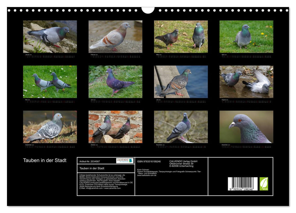 Tauben in der Stadt (CALVENDO Wandkalender 2026)