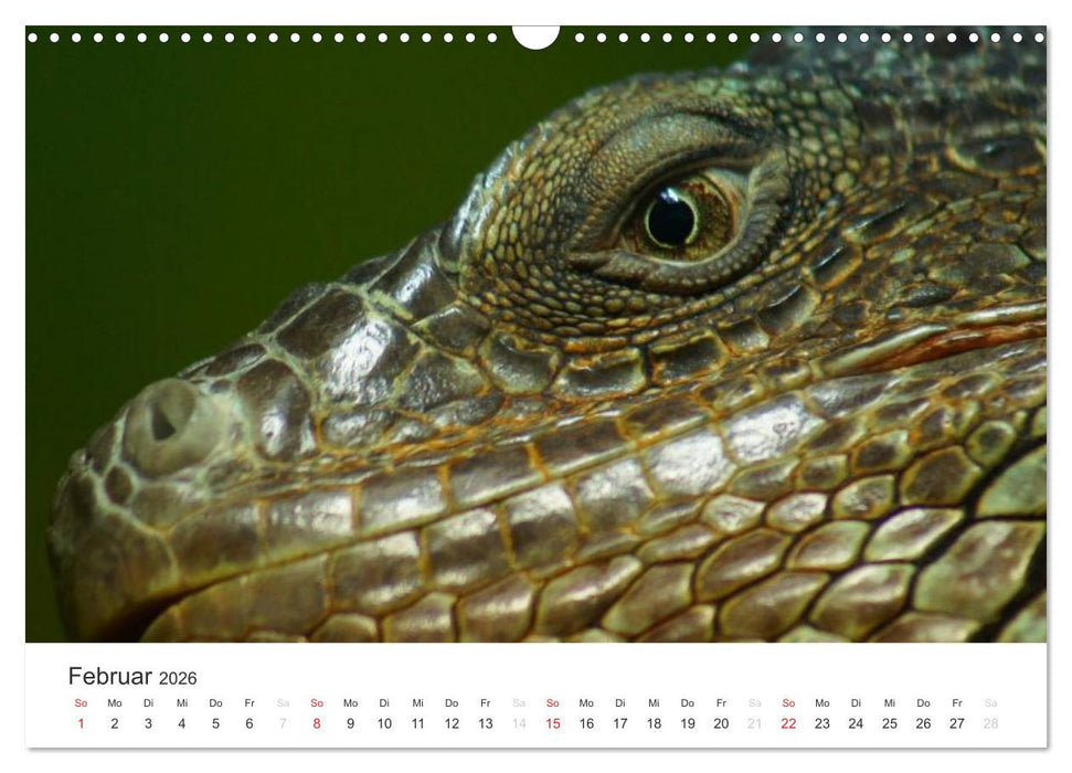 Das Leben der Reptilien (CALVENDO Wandkalender 2026)
