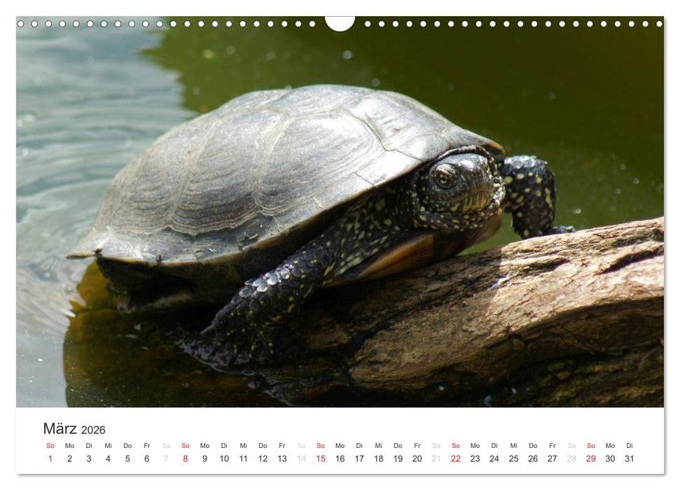 Das Leben der Reptilien (CALVENDO Wandkalender 2026)