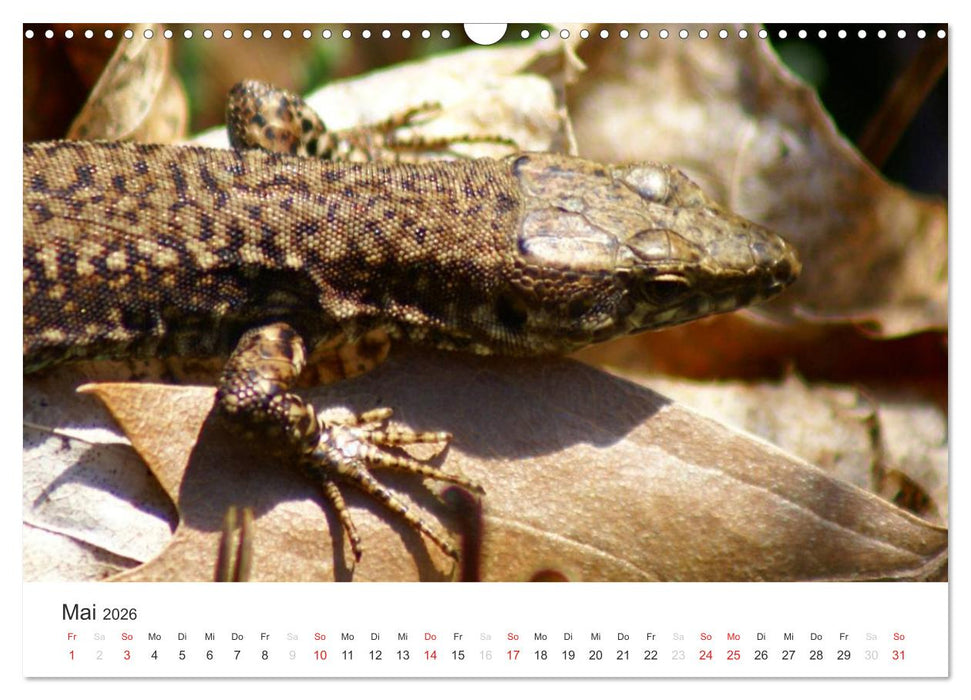 Das Leben der Reptilien (CALVENDO Wandkalender 2026)