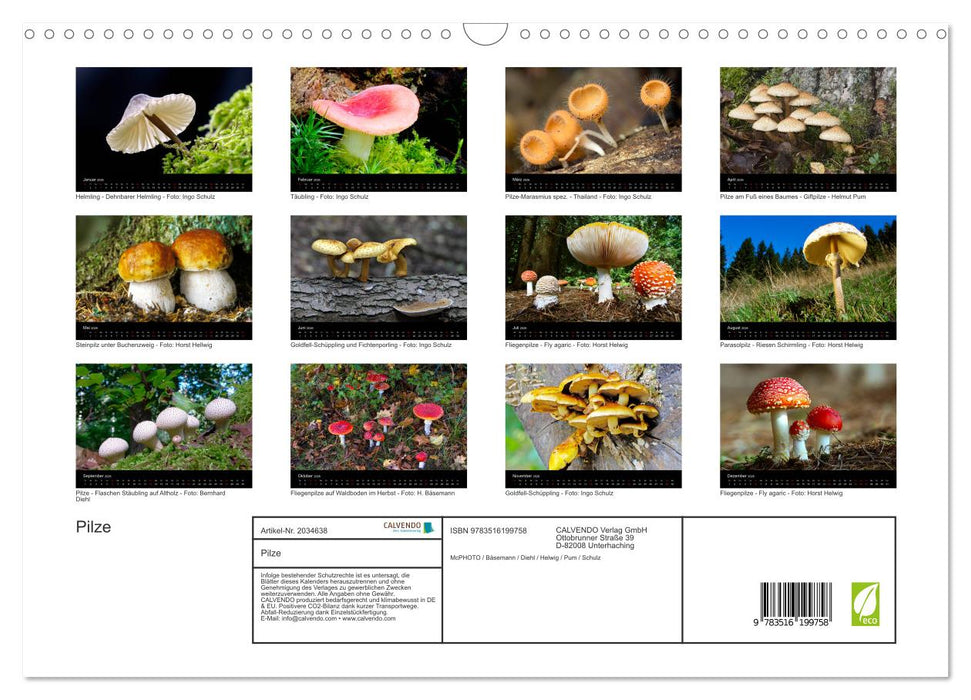 Pilze (CALVENDO Wandkalender 2026)