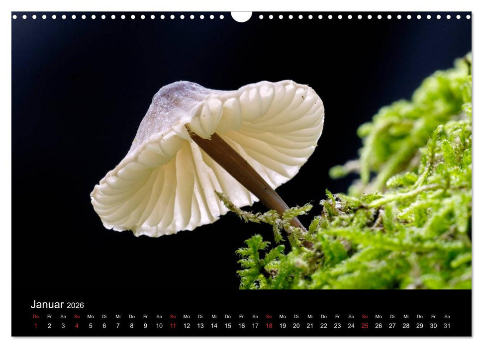 Pilze (CALVENDO Wandkalender 2026)