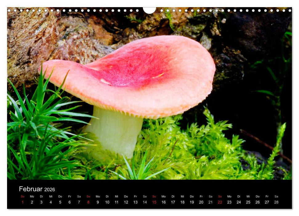 Pilze (CALVENDO Wandkalender 2026)