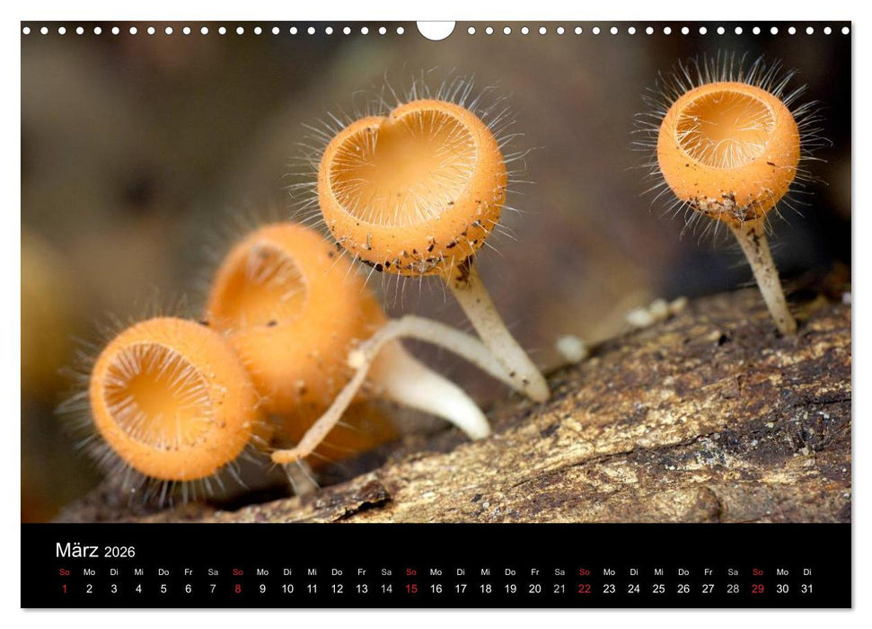 Pilze (CALVENDO Wandkalender 2026)
