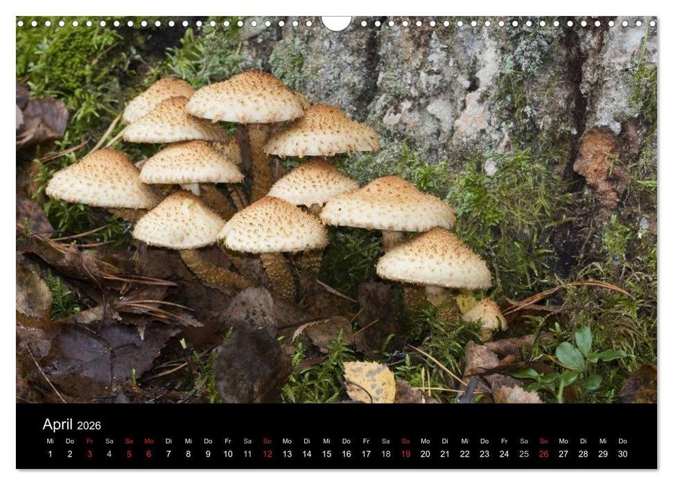Pilze (CALVENDO Wandkalender 2026)
