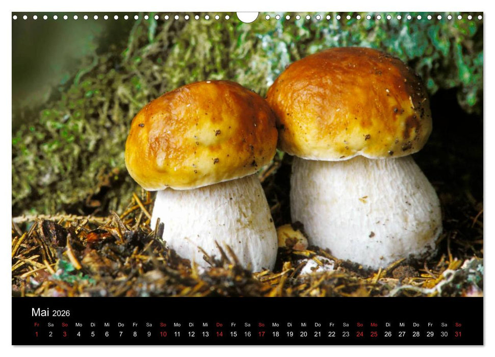 Pilze (CALVENDO Wandkalender 2026)