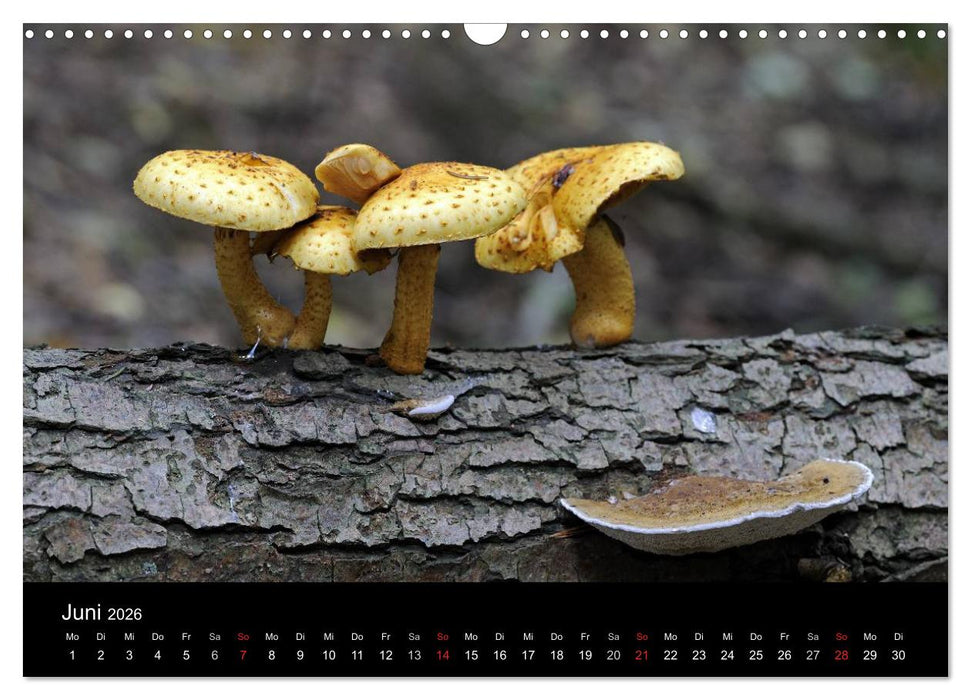 Pilze (CALVENDO Wandkalender 2026)