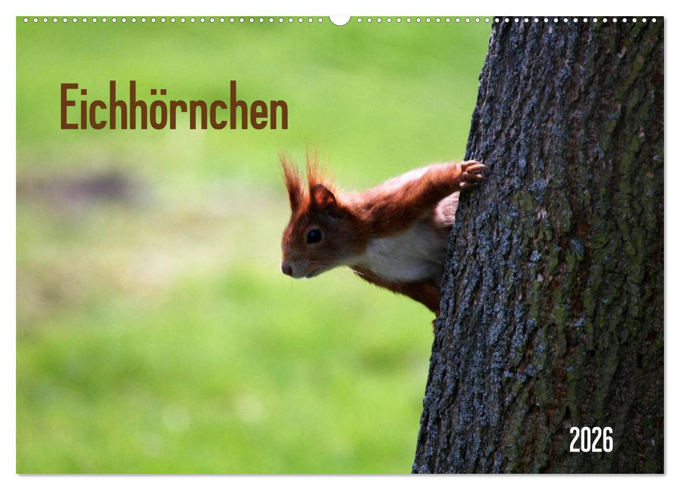 Eichhörnchen (CALVENDO Wandkalender 2026)