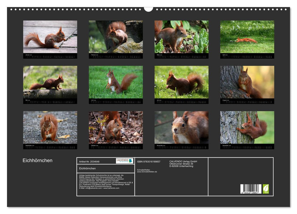Eichhörnchen (CALVENDO Wandkalender 2026)