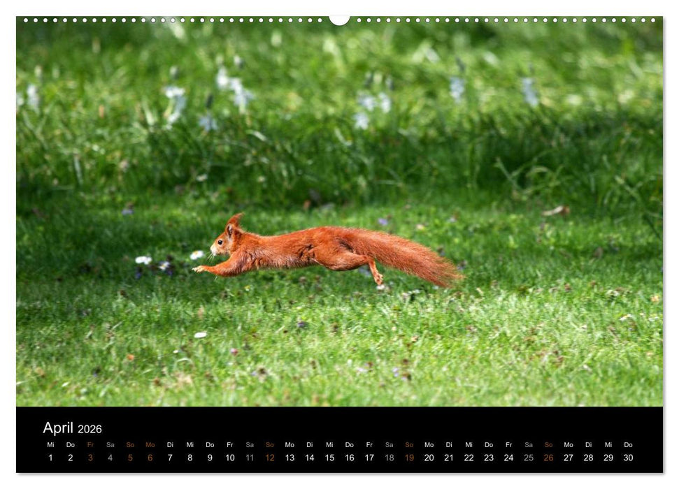 Eichhörnchen (CALVENDO Wandkalender 2026)
