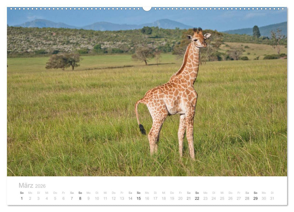 Tierische Glücksmomente mit Weisheiten (CALVENDO Premium Wandkalender 2026)