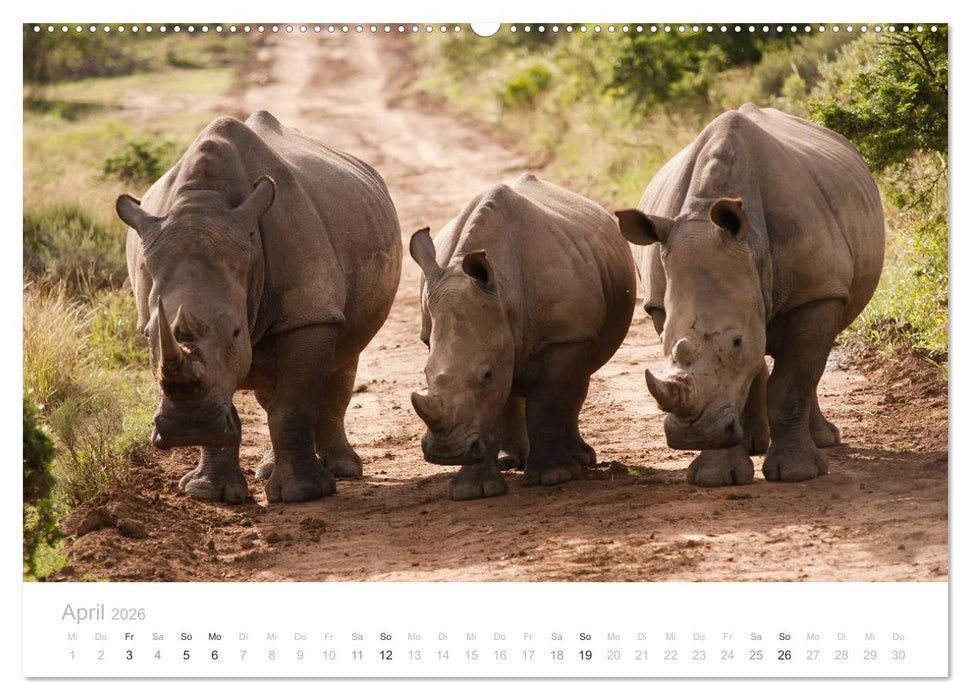 Tierische Glücksmomente mit Weisheiten (CALVENDO Premium Wandkalender 2026)