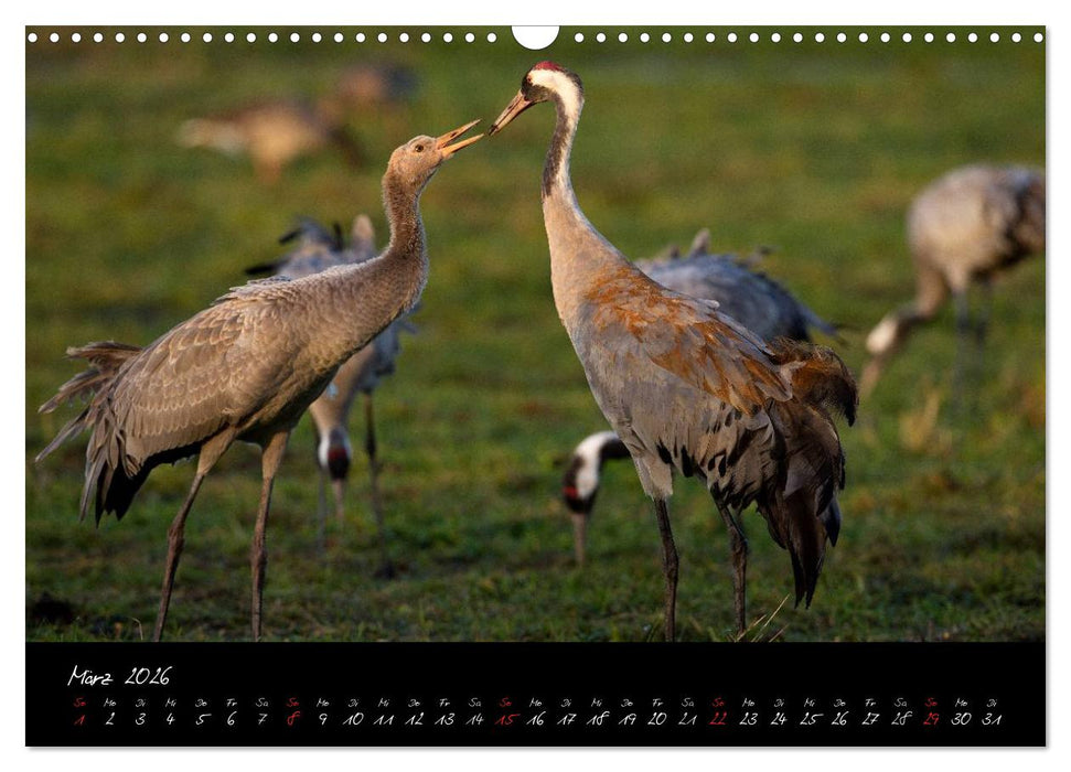 Kraniche - Vögel des Glücks (CALVENDO Wandkalender 2026)