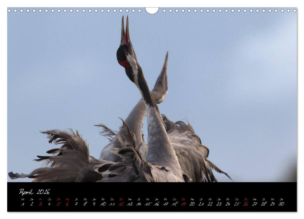 Kraniche - Vögel des Glücks (CALVENDO Wandkalender 2026)