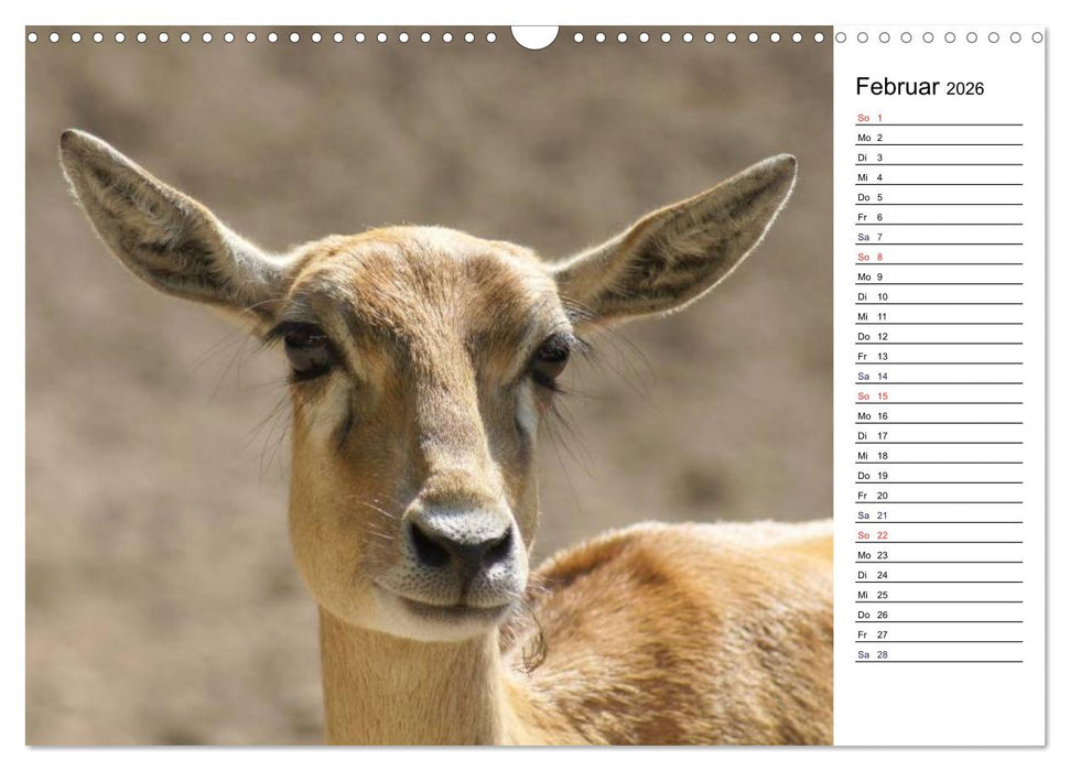 Faszinierende Tierportraits (CALVENDO Wandkalender 2026)