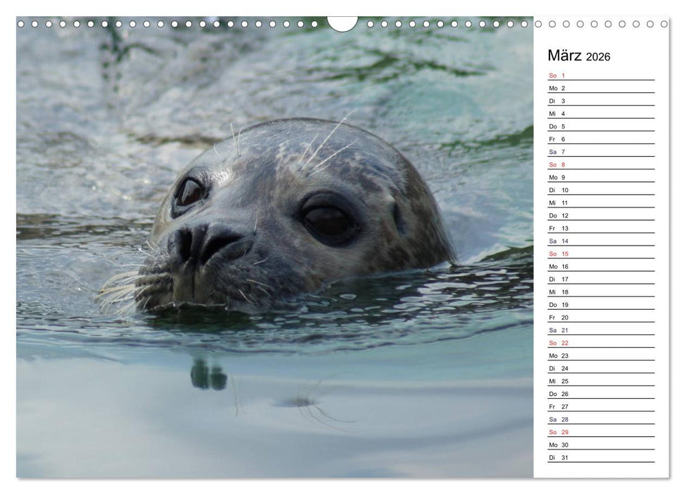 Faszinierende Tierportraits (CALVENDO Wandkalender 2026)