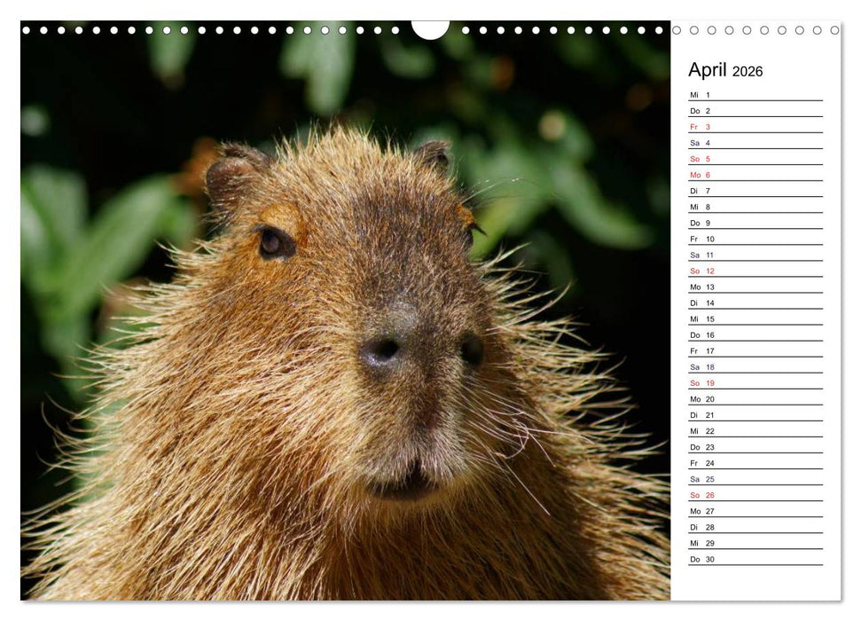 Faszinierende Tierportraits (CALVENDO Wandkalender 2026)