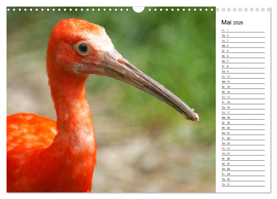Faszinierende Tierportraits (CALVENDO Wandkalender 2026)