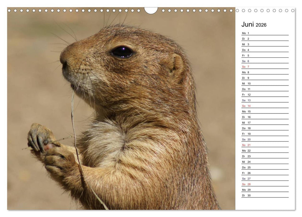Faszinierende Tierportraits (CALVENDO Wandkalender 2026)