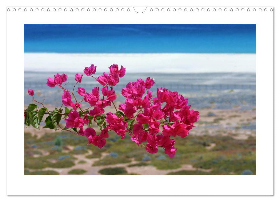 Fuerteventura (CALVENDO Wandkalender 2026)